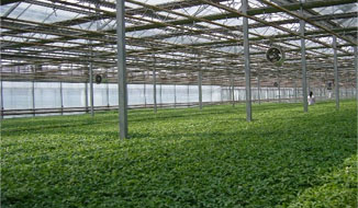 采用發(fā)熱電纜加熱保溫的無(wú)土栽培植物效果