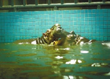 ���R�ݜ�Ȫ