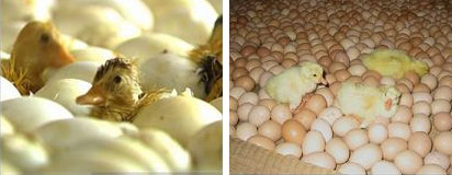 “新式炕坊”發(fā)熱電纜電地暖運(yùn)用圖